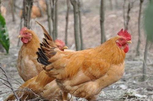 飞哥爆料整只鸡视频大全,整只鸡视频大全，烹饪技巧一网打尽  第1张