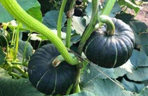 网红吃瓜圈八卦图片,八卦图片背后的惊人真相  第2张